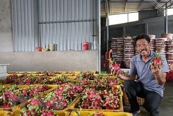 Tiền Giang: Thanh long cuối mùa giá cao gấp 3 lần năm ngoái