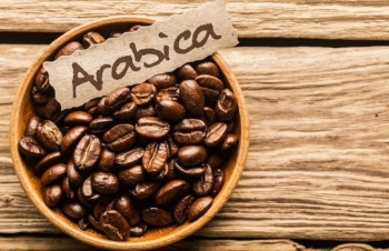 Giá cà phê Arabica vẫn còn động lượng tăng sau dữ liệu nguồn cung kém khả quan