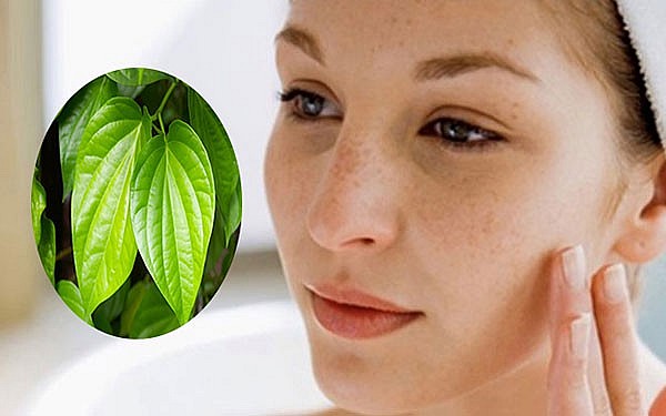 Lá trầu không trị nám da, thực hư thế nào? Lá trầu không trị nám da, thực hư thế nào?