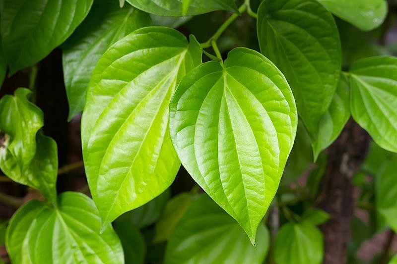 Lá trầu không trị nám da, thực hư thế nào? Lá trầu không trị nám da, thực hư thế nào?