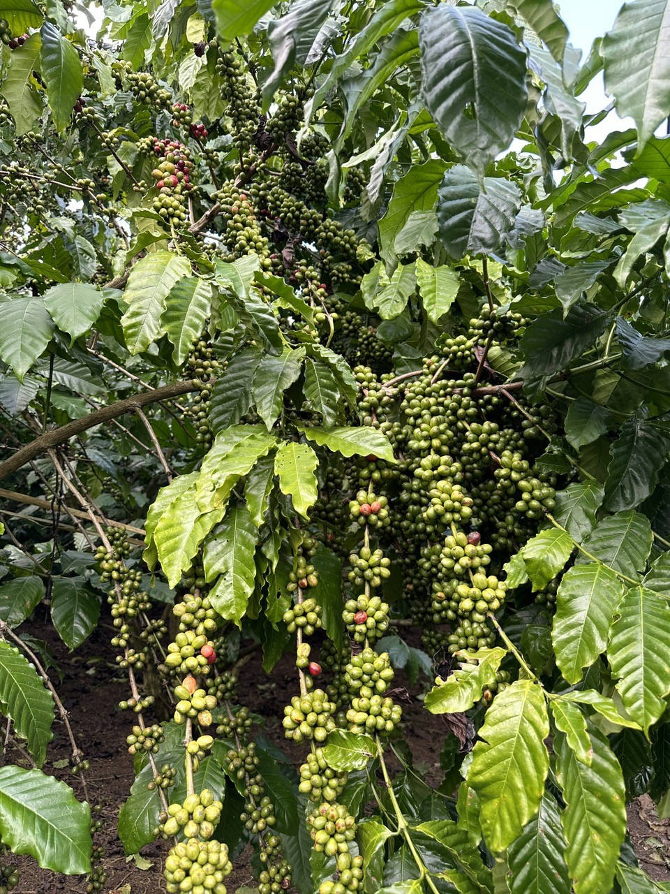 "Cho mùa bội thu’ nhờ sử dụng phân bón hợp lý "Cho mùa bội thu’ nhờ sử dụng phân bón hợp lý