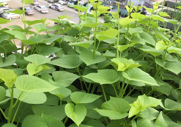 Rau lang tuy dân dã nhưng mang lại nhiều lợi ích với sức khoẻ. Ảnh minh họa Rau lang tuy dân dã nhưng mang lại nhiều lợi ích với sức khoẻ. Ảnh minh họa