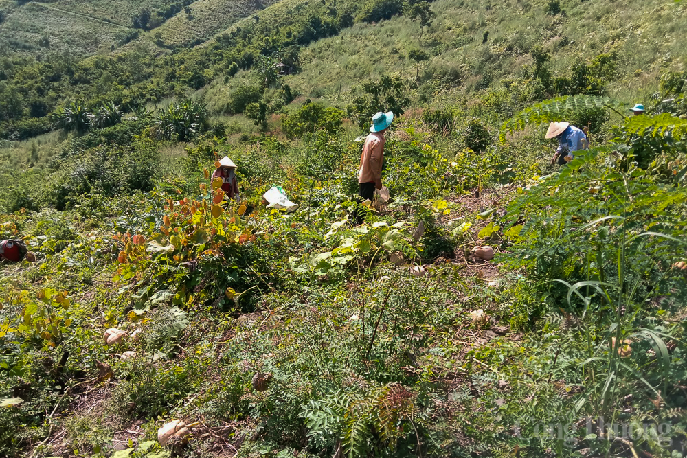 Khánh Hòa: Bí đỏ nằm đầy đồng, nông dân không buồn hái
