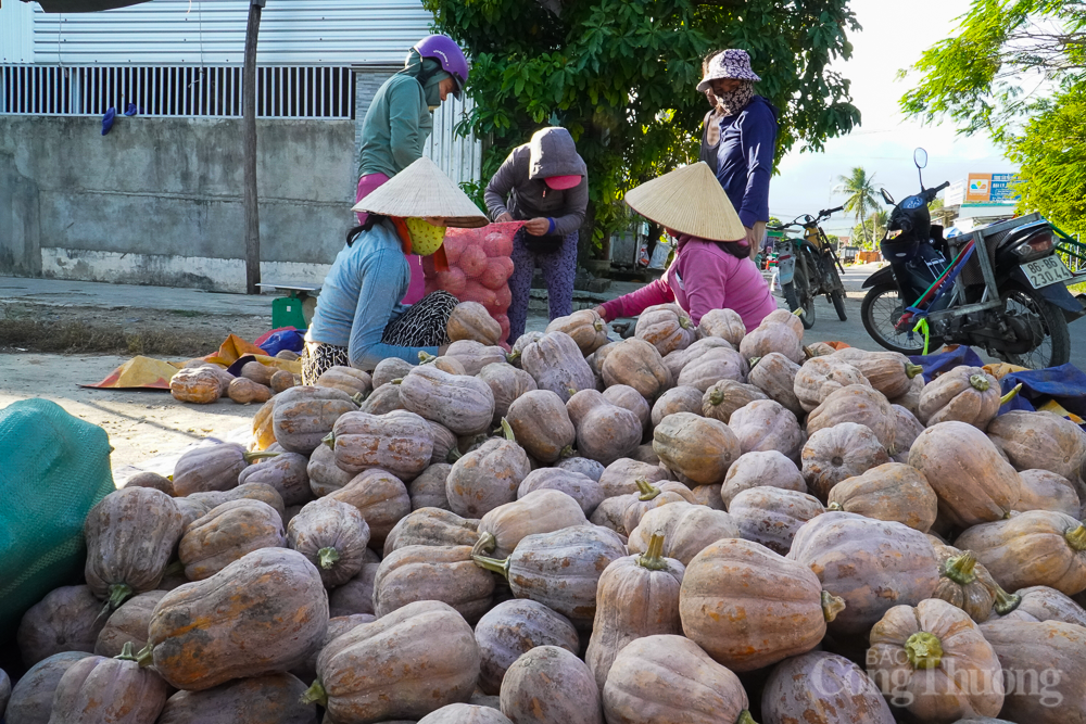 Khánh Hòa: Bí đỏ nằm đầy đồng, nông dân không buồn hái