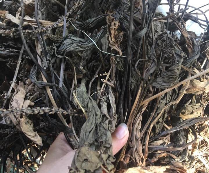 Những vị thuốc quý từ cây mã đề