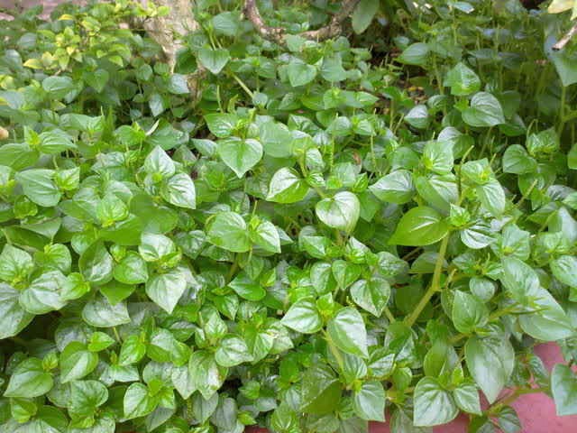 Rau càng cua là một vị thuốc. Ảnh minh họa Rau càng cua là một vị thuốc. Ảnh minh họa