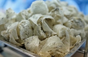 Sắp xuất khẩu lô tổ yến đầu tiên sang Trung Quốc