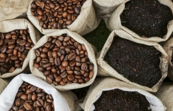 Giá cà phê mới nhất ngày 12/11/2023: Thị trường trong nước giảm nhẹ 200 đồng/kg