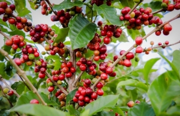 Giá cà phê cao nhất 5 tháng khi tồn kho giảm sâu