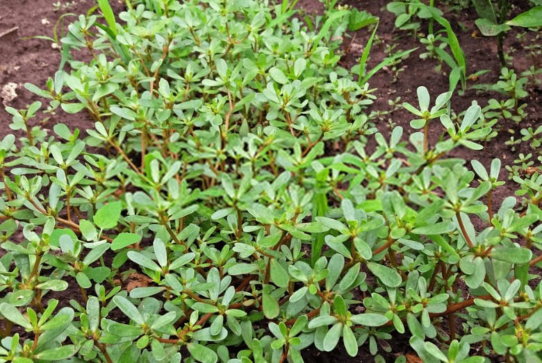 Tác dụng của cây rau sam khiến nhiều người bất ngờ. Ảnh minh họa