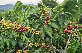 Giá cà phê mới nhất ngày 14/11/2023: Thị trường trong nước ổn định, giá cao nhất 58.200 đồng/kg