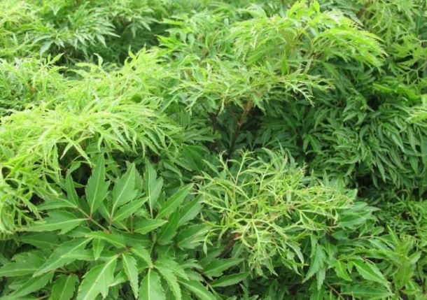 Đinh lăng - vị thuốc có nhiều công năng - Ảnh 2.