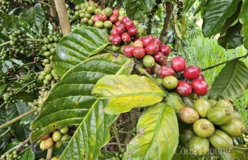 Giá cà phê mới nhất ngày 15/11/2023: Thị trường trong nước tăng đến 1.200 đồng/kg