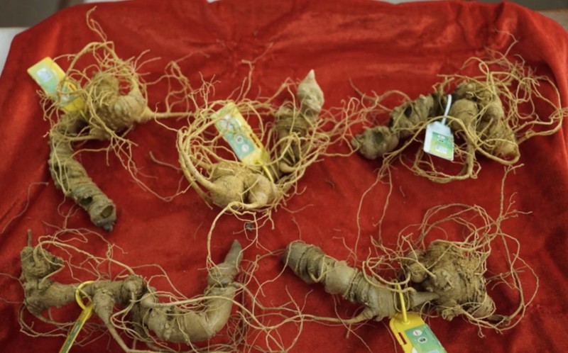 Kon Tum tiên phong ứng dụng công nghệ định danh gắn chip cho sâm Ngọc Linh