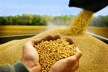 10 tháng, Việt Nam chi 1,02 tỷ USD nhập khẩu đậu tương
