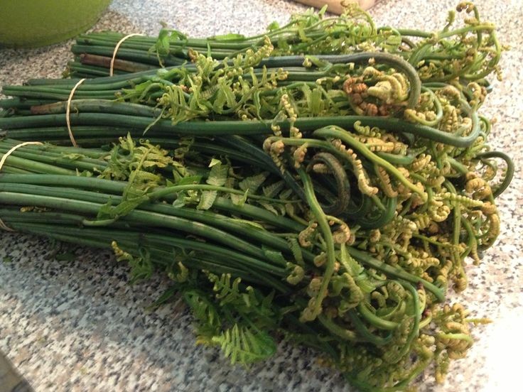 Rau dớn thuộc họ dương xỉ, phần ngọn cong xoăn giống vòi voi. Ảnh minh họa Rau dớn thuộc họ dương xỉ, phần ngọn cong xoăn giống vòi voi. Ảnh minh họa