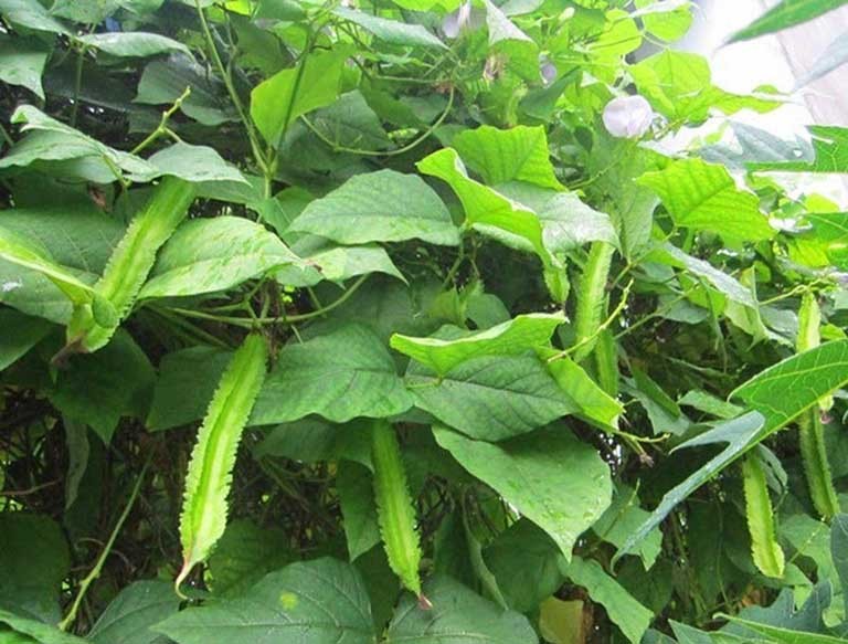 Nhờ chứa nhiều dưỡng chất nên đậu rồng còn là một vị thuốc quý. Ảnh minh họa Nhờ chứa nhiều dưỡng chất nên đậu rồng còn là một vị thuốc quý. Ảnh minh họa