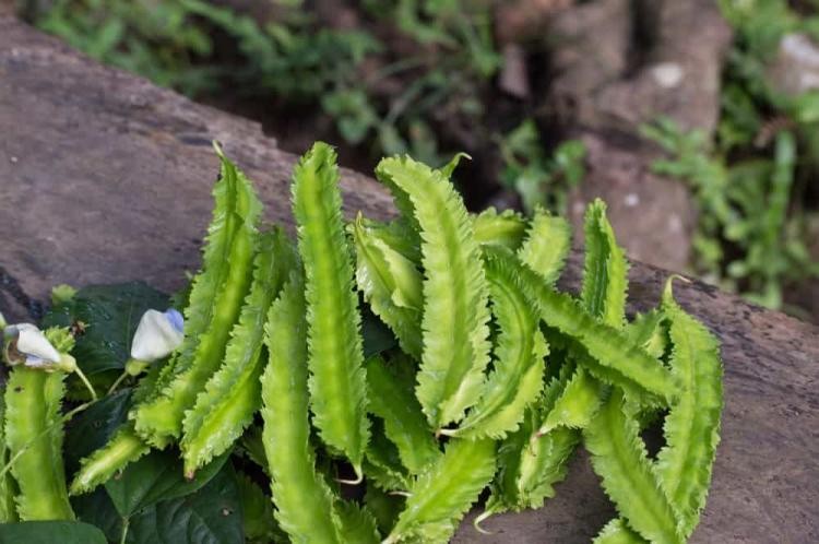 Nhờ chứa nhiều dưỡng chất nên đậu rồng còn là một vị thuốc quý. Ảnh minh họa Nhờ chứa nhiều dưỡng chất nên đậu rồng còn là một vị thuốc quý. Ảnh minh họa