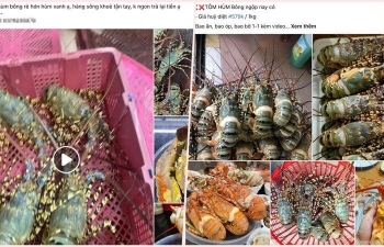 Tôm hùm bông giảm giá thảm vẫn ế, ngư dân như ngồi trên đống lửa