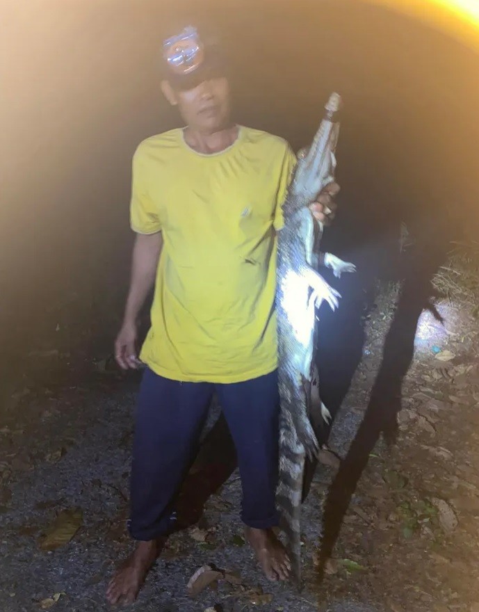 Đến ngày 19/11 đã bắt được 7/8 con cá sấu sổng chuồng.