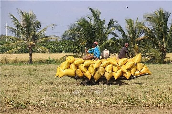 Thu hoạch lúa Thu Đông tại xã Tân Mỹ, huyện Thanh Bình (Đồng Tháp). Ảnh: (Nguyễn Văn Trí/TTXVN)