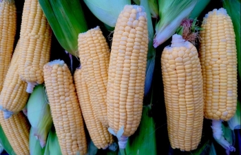 Giá ngô có thể được hỗ trợ do tâm lí lo ngại về vụ thứ 2 ở Brazil