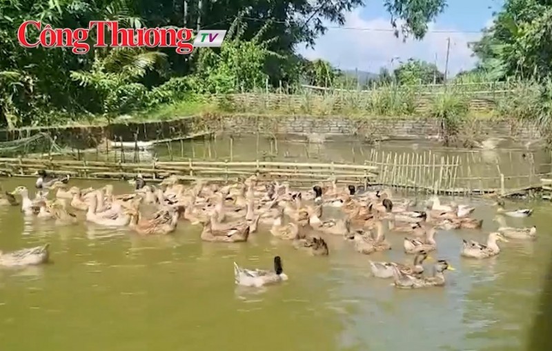 Dệt thổ cẩm và vịt cổ lũng tạo đột phá kinh tế cho người dân Bá Thước Dệt thổ cẩm và vịt cổ lũng tạo đột phá kinh tế cho người dân Bá Thước