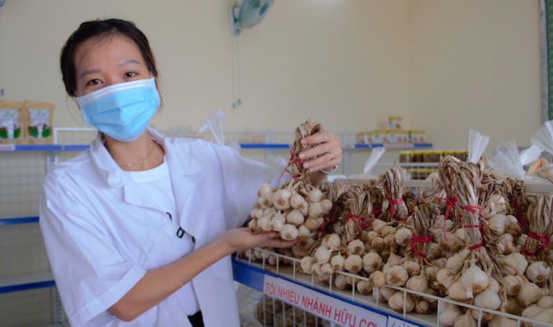 Tỏi Lý Sơn: Lần đầu tiên có mô hình liên kết bao tiêu dài hạn Tỏi Lý Sơn: Lần đầu tiên có mô hình liên kết bao tiêu dài hạn