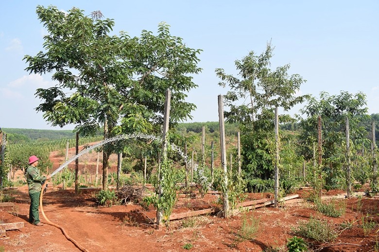 Các hộ đồng bào dân tộc thiểu số được hỗ trợ đất sản xuất (Ảnh: T.Q) Các hộ đồng bào dân tộc thiểu số được hỗ trợ đất sản xuất (Ảnh: T.Q)