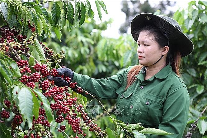 Công nhân Công ty TNHH sản xuất và thương mại Vương Thành Công (Đắk Lắk) thu hoạch cà phê. Ảnh tư liệu: Tuấn Anh/TTXVN Công nhân Công ty TNHH sản xuất và thương mại Vương Thành Công (Đắk Lắk) thu hoạch cà phê. Ảnh tư liệu: Tuấn Anh/TTXVN