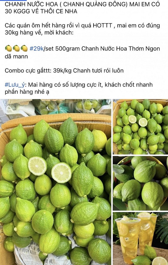 Chanh tươi Quảng Đông đang được giới trẻ yêu thích Chanh tươi Quảng Đông đang được giới trẻ yêu thích