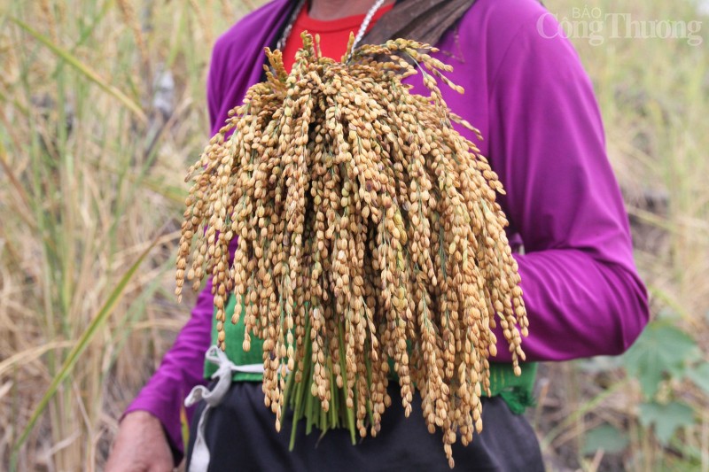 Hòa Bình: "Mùa vàng" nơi vùng cao Đà Bắc