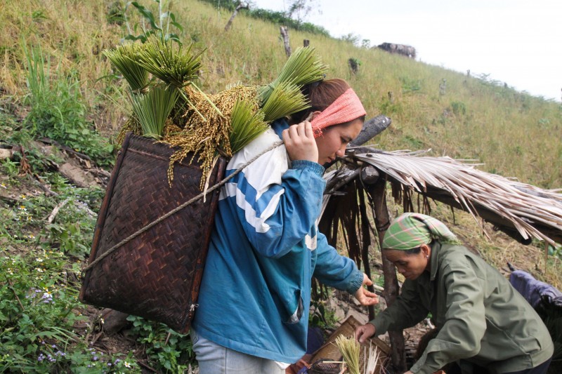 Hòa Bình: "Mùa vàng" nơi vùng cao Đà Bắc
