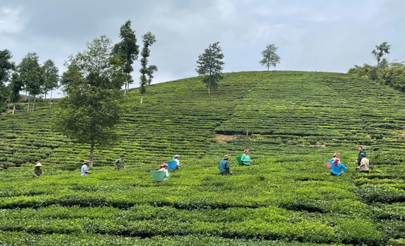 Thu hoạch chè tại xã Bản Sen, huyện Mường Khương (Ảnh: Văn Văn) Thu hoạch chè tại xã Bản Sen, huyện Mường Khương (Ảnh: Văn Văn)