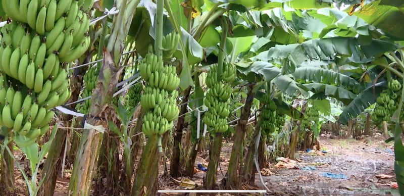 Đồng Nai tập trung xây dựng mã vùng trồng, đảm bảo chất lượng nông sản xuất khẩu Đồng Nai tập trung xây dựng mã vùng trồng, đảm bảo chất lượng nông sản xuất khẩu