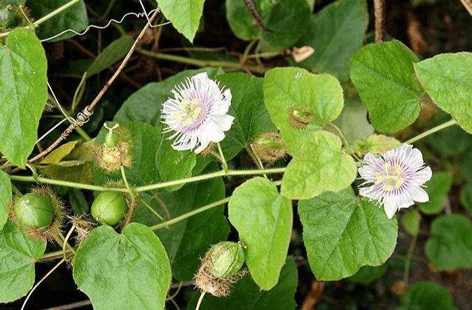 Công dụng “thần dược” của cây lạc tiên Công dụng “thần dược” của cây lạc tiên