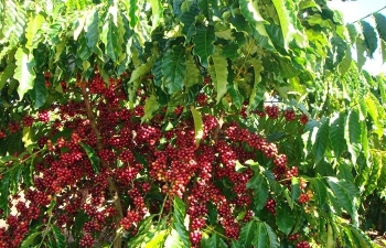 Giá cà phê mới nhất ngày 30/11/2023: Thị trường trong nước giữ đà tăng