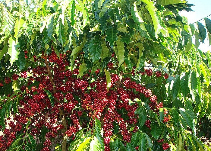 Giá Arabia và Robusta mới nhất ngày 30/11/2023 Giá Arabia và Robusta mới nhất ngày 30/11/2023