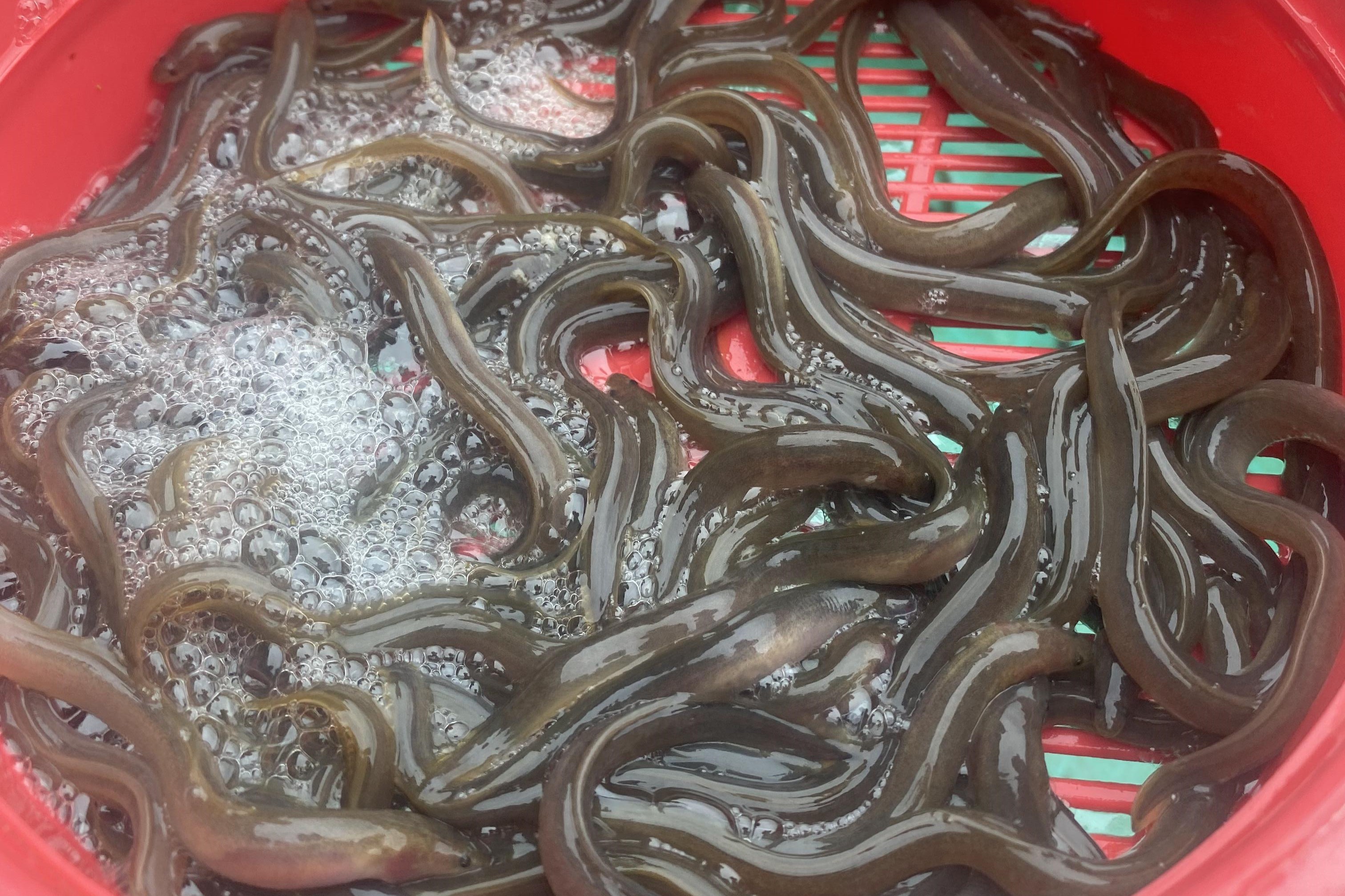 Cá chình bông Phú Yên. Ảnh: Nga Thương Cá chình bông Phú Yên. Ảnh: Nga Thương