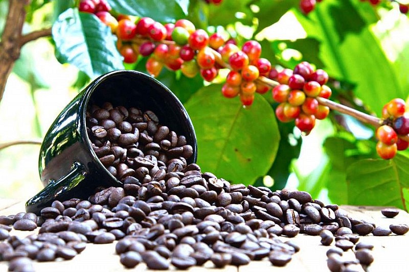 Giá cà phê trong nước ngày 29/11 giữ mức tăng. Ảnh minh họa Giá cà phê trong nước ngày 29/11 giữ mức tăng. Ảnh minh họa