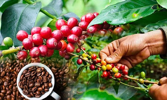 Giá cà phê trong nước ngày 1/12 giữ mức tăng ổn định. Ảnh minh họa Giá cà phê trong nước ngày 1/12 giữ mức tăng ổn định. Ảnh minh họa