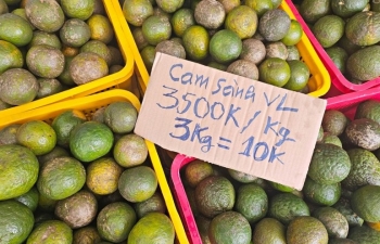 Vĩnh Long: Nhà vườn đứng ngồi không yên khi giá cam sành 