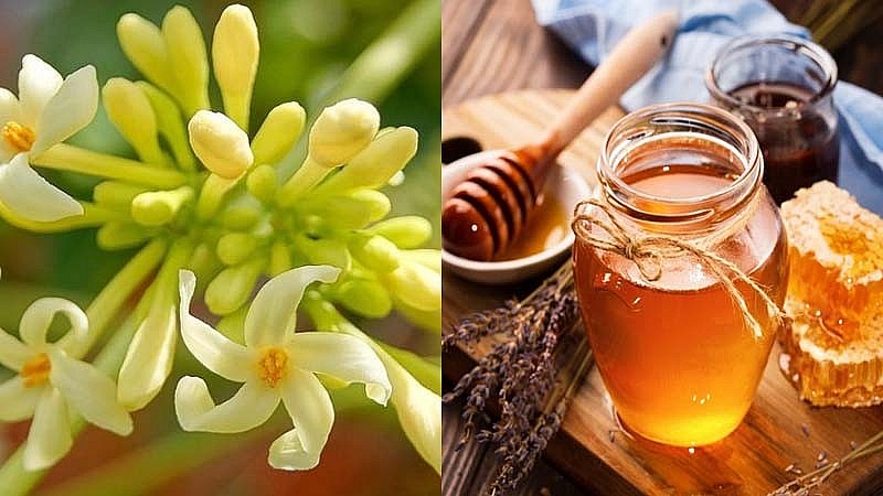 Hoa đu đủ đực ngâm mật ong được xem là một bài thuốc quý. Ảnh minh họa Hoa đu đủ đực ngâm mật ong được xem là một bài thuốc quý. Ảnh minh họa