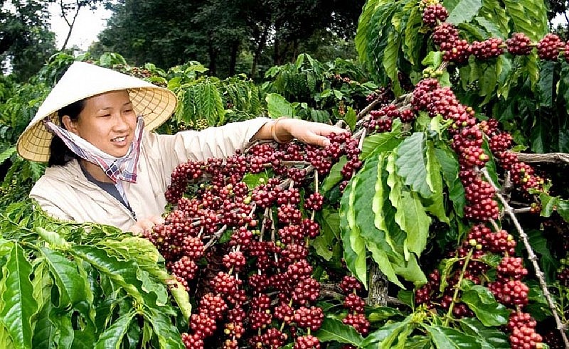 Giá cà phê trong nước ngày 2/12 giữ mức tăng ổn định. Ảnh minh họa Giá cà phê trong nước ngày 2/12 giữ mức tăng ổn định. Ảnh minh họa