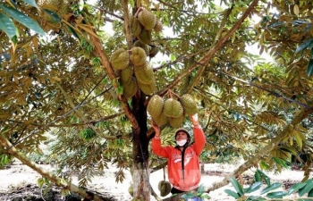 Hậu kiểm là yếu tố then chốt khi xuất khẩu sang Nhật Bản