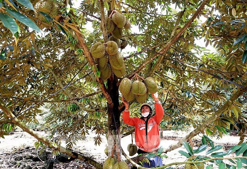 Thu hoạch sầu riêng. Ảnh: TTXVN