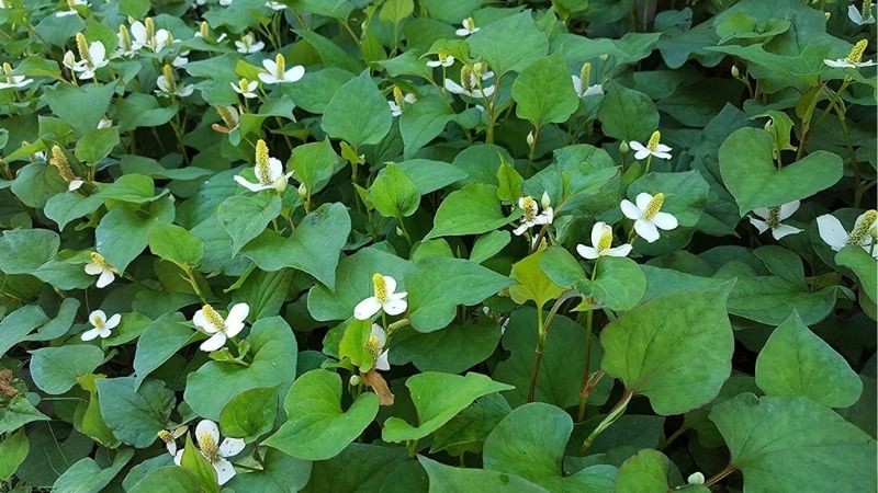 Rau diếp cá. Ảnh minh họa Rau diếp cá. Ảnh minh họa