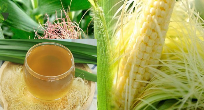 Râu ngô giàu vitamin và các chất vi lượng cần thiết cho cơ thể, có nhiều tác dụng trong điều trị bệnh Râu ngô giàu vitamin và các chất vi lượng cần thiết cho cơ thể, có nhiều tác dụng trong điều trị bệnh