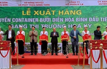 Hoà Bình xuất khẩu 48 tấn bưởi Diễn đầu tiên sang thị trường Hoa Kỳ