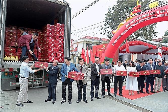 Vận chuyển bưởi Diễn lên xe container đi xuất khẩu. Vận chuyển bưởi Diễn lên xe container đi xuất khẩu.